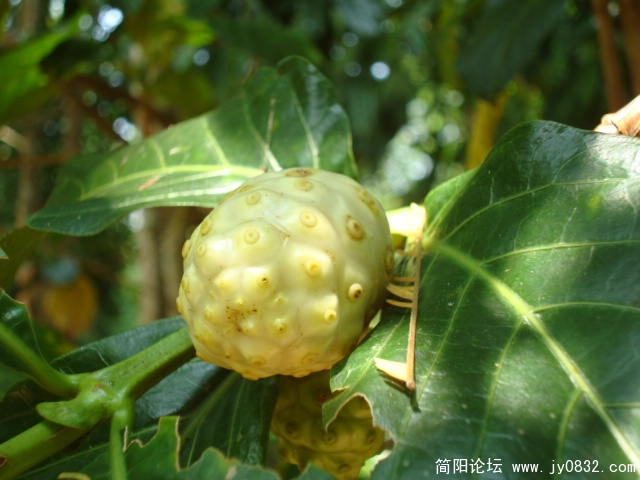 不知名的果子
