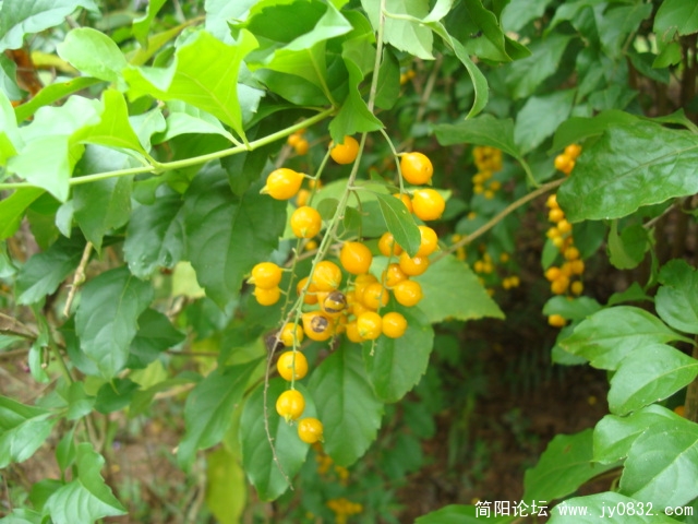 DSC02449.JPG