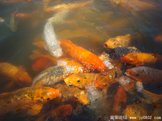 DSC02814.JPG