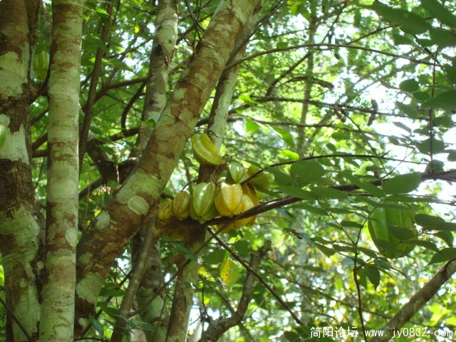 杨桃