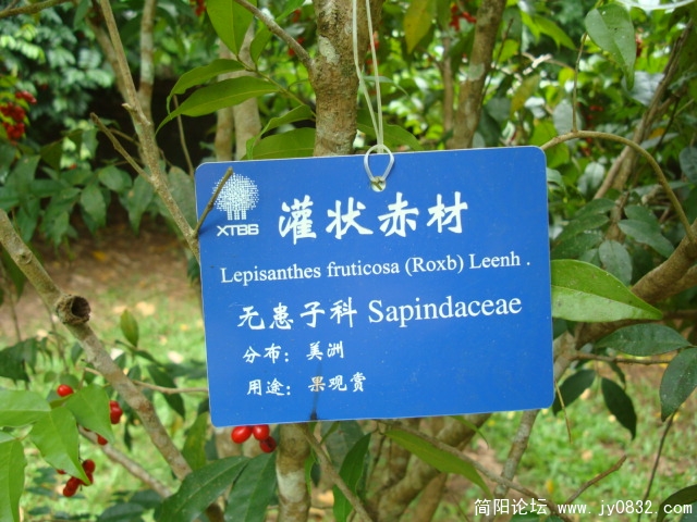 灌状赤材