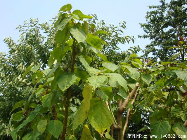 大树番茄