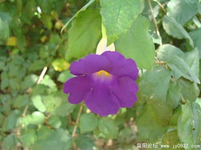 DSC02536.JPG