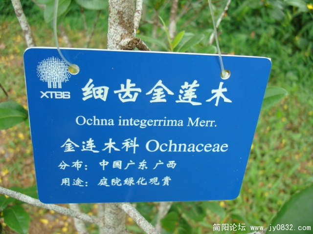 细齿金莲木