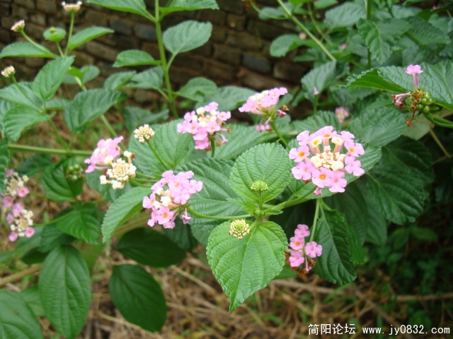 野花