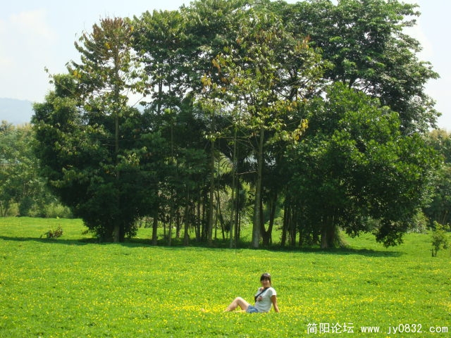 草坪不错，踏在上面很厚实，叶片有点象花生的叶子