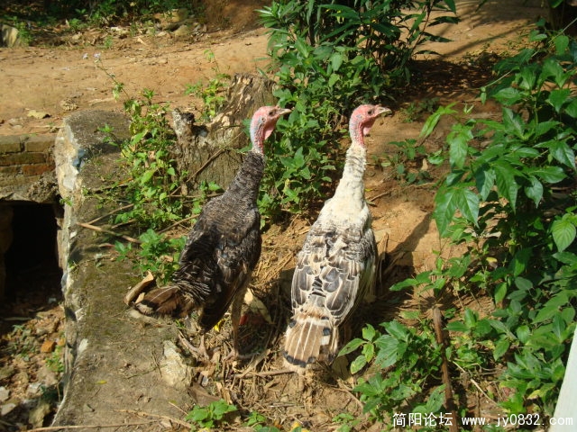 闲庭信步的火鸡