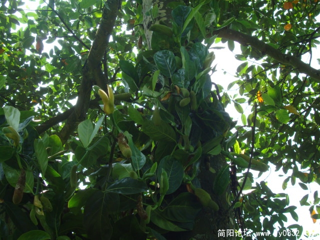 看，刚开始结的果实