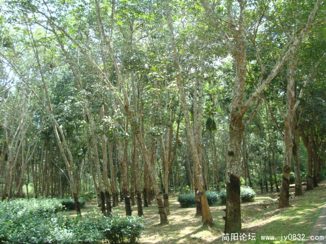 胶林