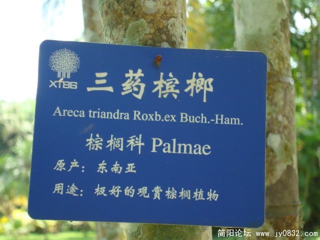 三药槟榔