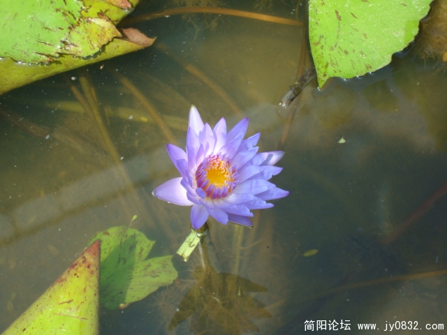 紫色的睡莲