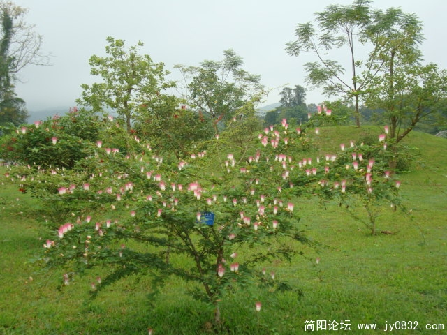 DSC02430.JPG