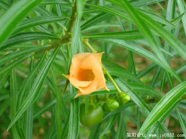 黄色夹竹桃