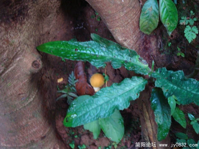 发现的蘑菇