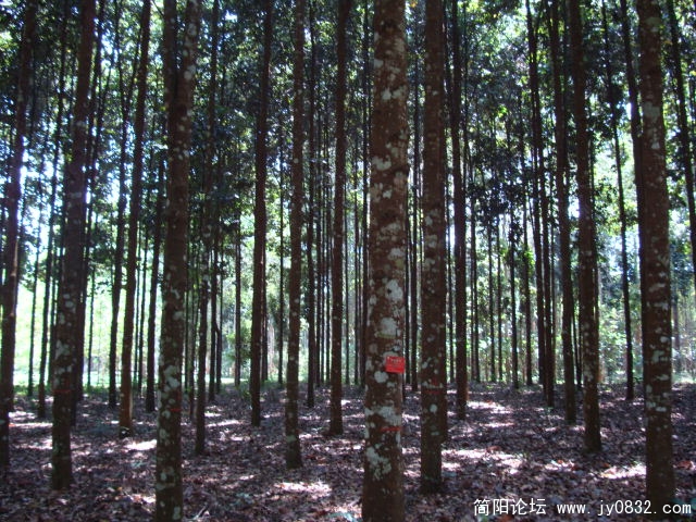迷失在阔叶林
