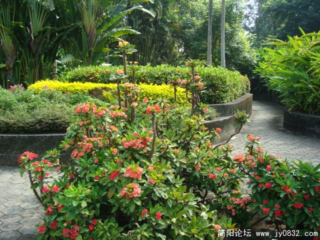 孔雀花