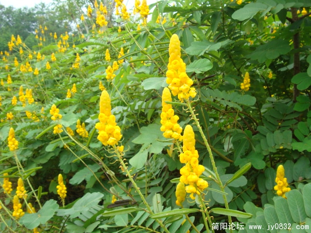 见过这种植物没