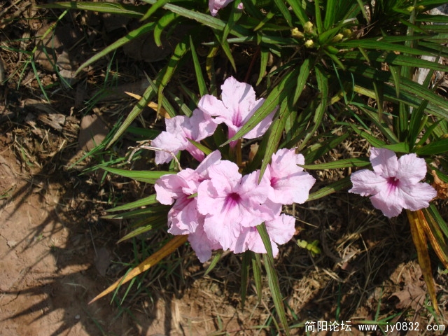 DSC02564.JPG