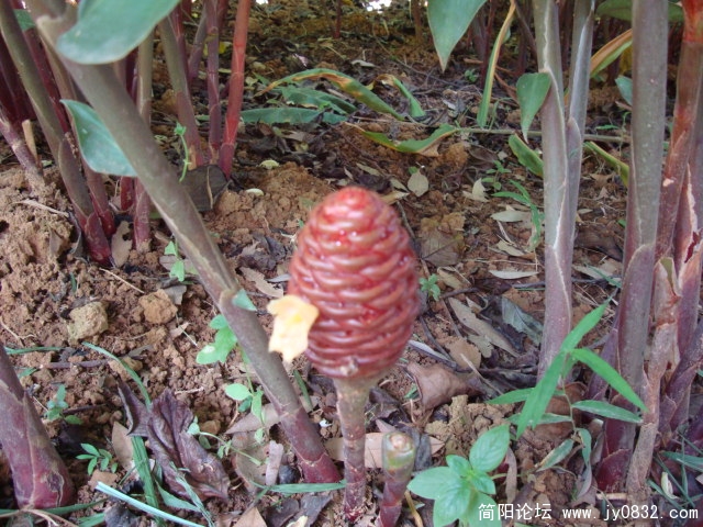 DSC02780.JPG