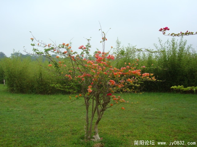 DSC02411.JPG
