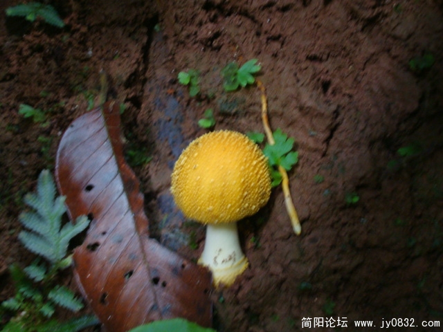 没照好，整模糊了