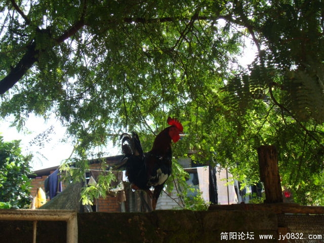 这才是 真正的 土鸡吧？