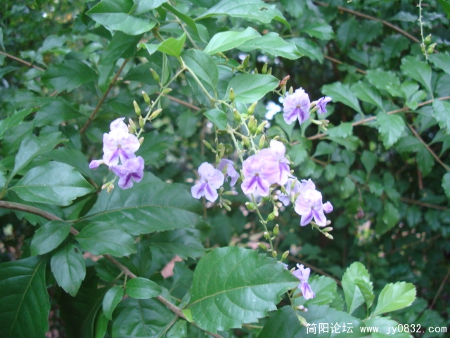 DSC02448.JPG