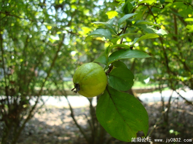 DSC02532.JPG
