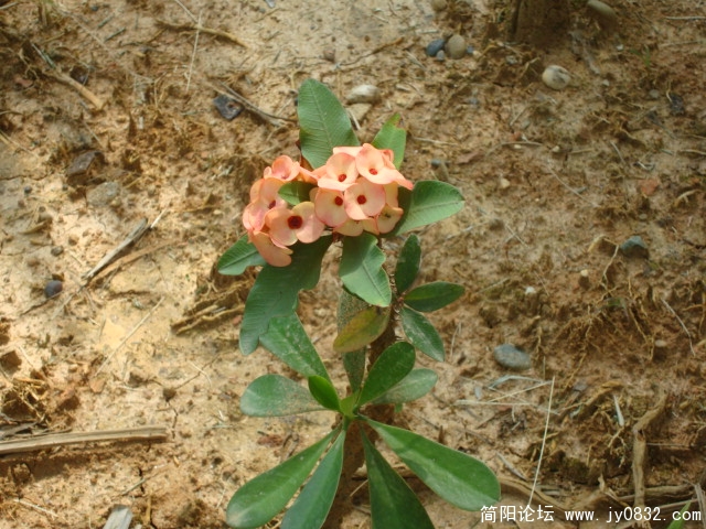 还是 孔雀花