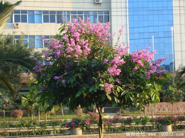 绿化带里的花树