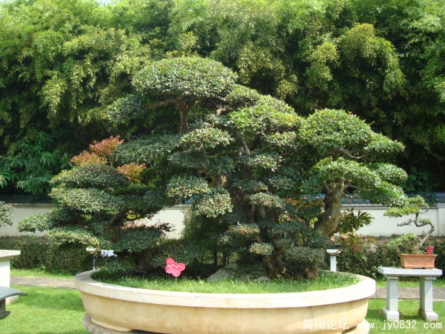 盆景