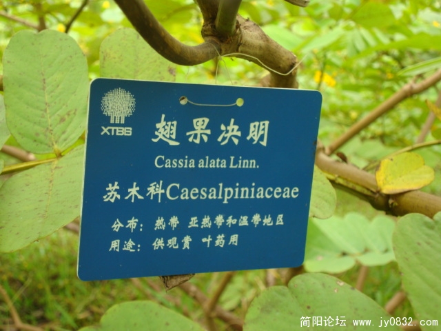 就是它了
