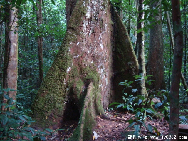 大板根