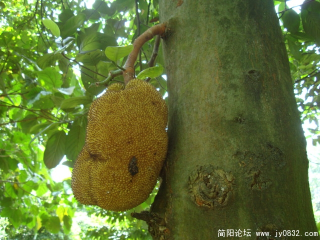 菠萝蜜熟了，真香，不过可不敢摘。
