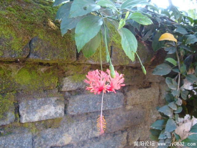 墙角的野花