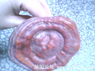 IMG0414A.jpg