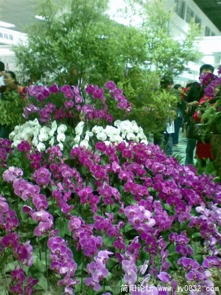 室内花山