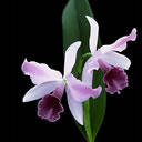 u=1116212816,2350235213&fm=0&gp=2[1].jpg