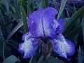 u=926747516,909726294&fm=0&gp=44[1].jpg