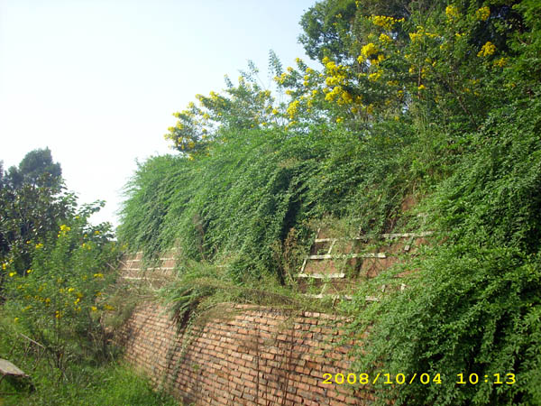 藏宝的山崖有花