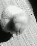 IMG0204A.jpg