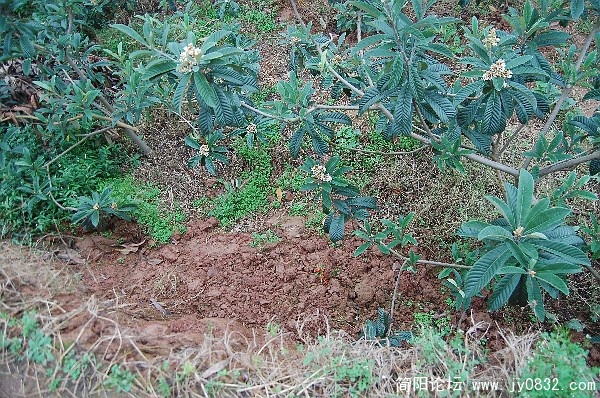 比我们高的枇杷树现在却在我们脚下
