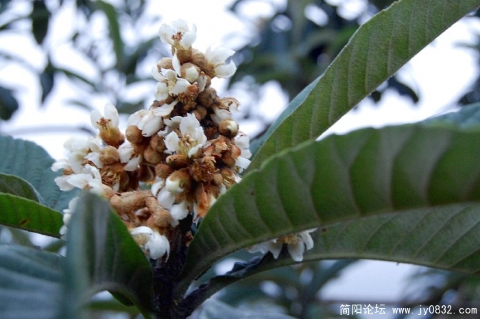 还是枇杷花花