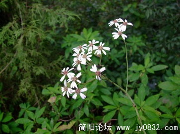 卧龙观 (76).JPG