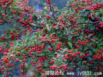 普安卧龙观 (31).JPG