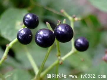 普安卧龙观 (6).JPG