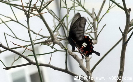 蝴 蝶 (7).jpg