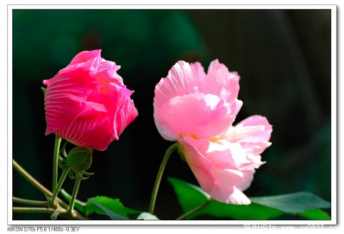 芙蓉花02.jpg