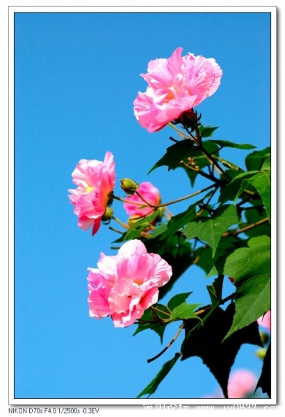 芙蓉花03.jpg