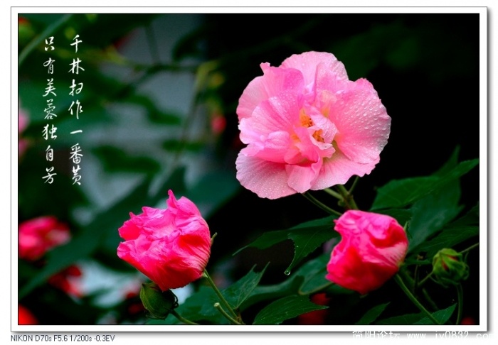 芙蓉花01.jpg